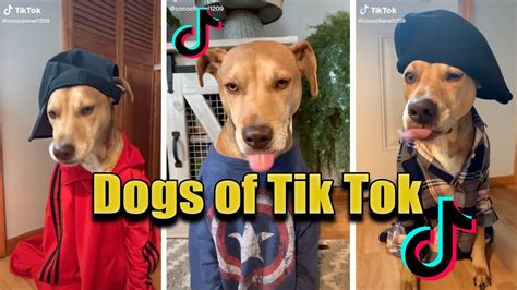Best Dogs Of Tik Tok Compilation Try Not To Laugh Trynototlaugh