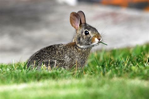Rabbit Control And Treatments For The Home Yard And Garden