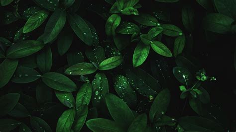 Download Wallpaper 3840x2160 Leaves Drops Dew Plant Moisture Dark