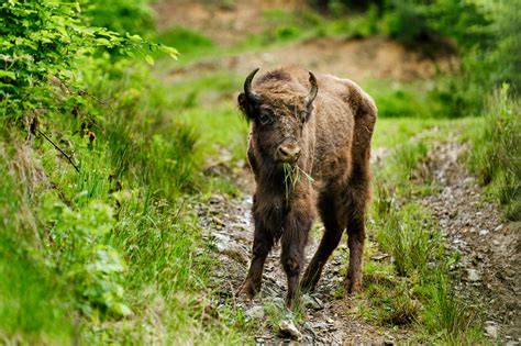 New Animation Promotes Human Bison Coexistence In The Southern