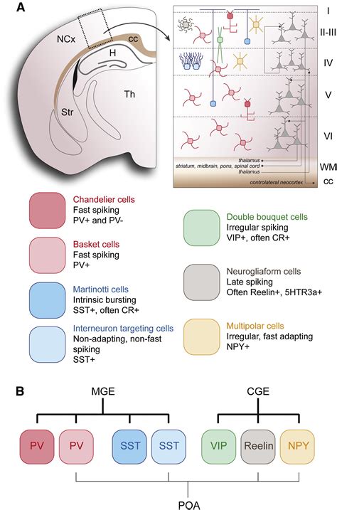 Integration Of Gabaergic Interneurons Into Cortical Cell Assemblies