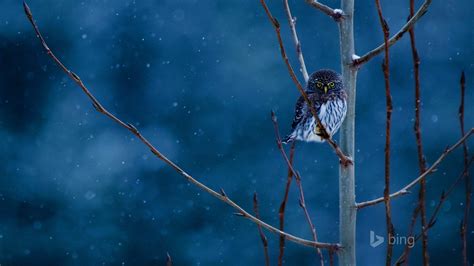 Snow Owl 2015 Bing Theme Wallpaper Preview