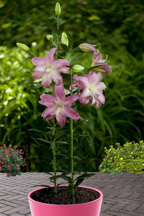 Lotus Dream Lily Bulb