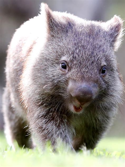 Paradise Country Wombat Do You Have A Name For This Cute Critter Daily Telegraph