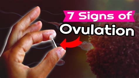 7 Signs Of Ovulation You Need To Know Ovulation Definition Symptoms