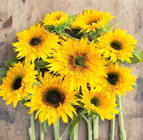Sunflower Seeds Starburst Panache 20 Pkt Etsy In 2022 Flower Farm