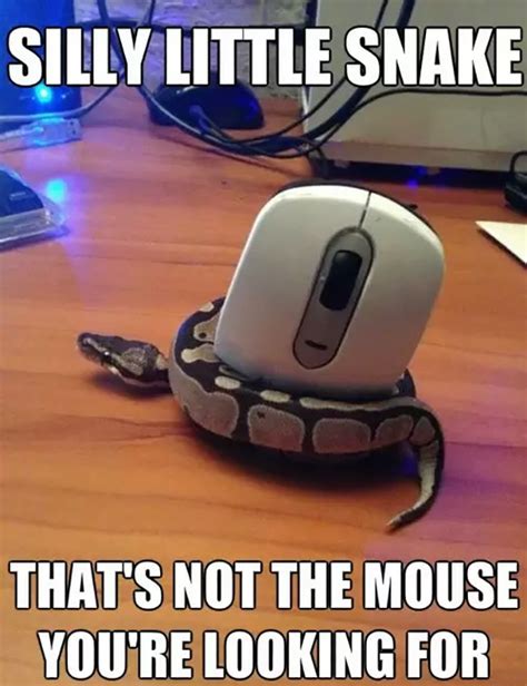 20 Most Funny Snake Pictures And Images