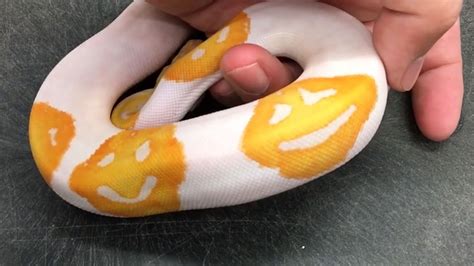 This Snake That Has A Pumpkin Spot Rmildlyinteresting