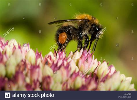 Bumble Bee Pollen High Resolution Stock Photography And Images Alamy