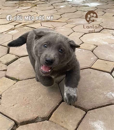 This Adorable Puppy Looks Like A Cat Dog Hybrid And People