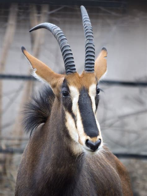 Sable Antelope Stock Image Image Of Mammal Nature Stripes 78252979