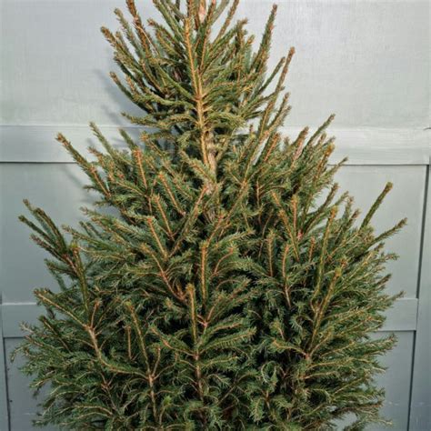 3 4ft Potted Christmas Tree Seacoast Garden Centre Limavady