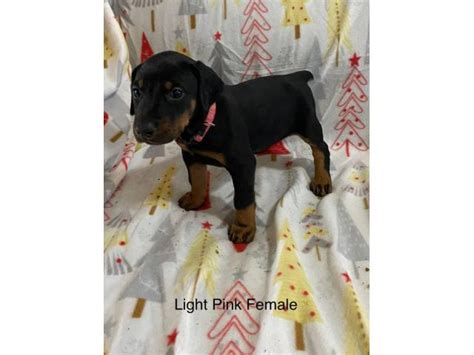 Or advertise your doberman puppies for free. Females AKC Doberman puppies for sale. in Columbus, Ohio ...
