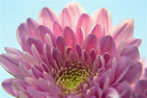 Pink Chrysanthemum Photograph By Yana Reint