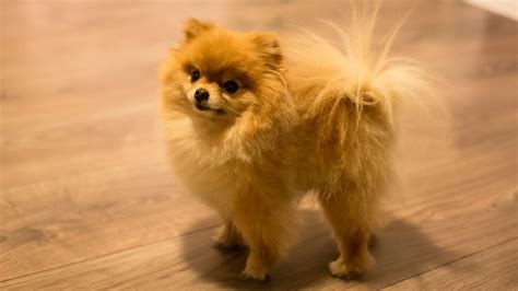 Both were bought at the pet store and are full breeds. Where Can You Find Cheap Teacup Pomeranian Puppies for ...