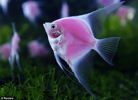 Scientists Create Pet Fish That Glow All The Time Geekologie