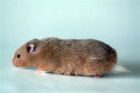 Hamster Side View