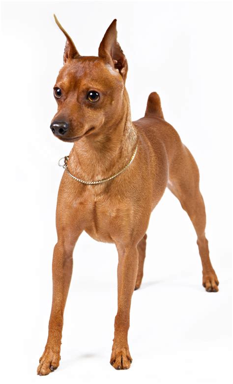 The Miniature Pinscher Should Be Protected In The Cold Click Image
