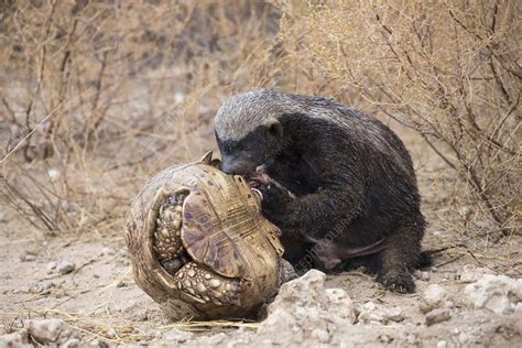 Eaut The Animal Kingdoms Comedian The Honey Badger The Grassland