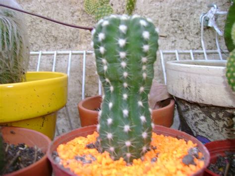 Naturaleza Verde Cactus Raros
