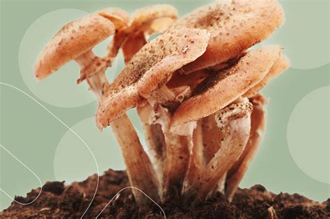 How To Grow Mushrooms At Home Environment Co
