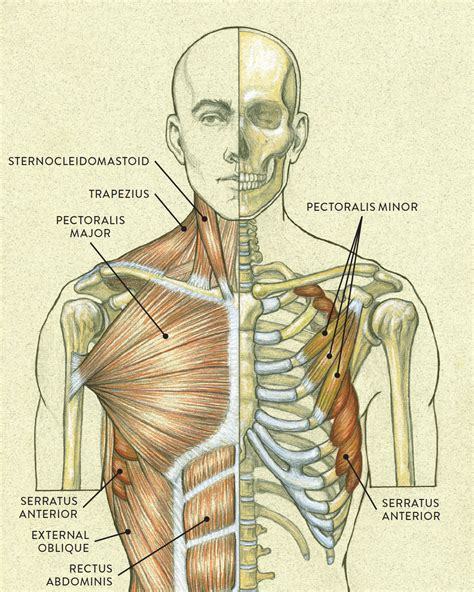 Basic Human Muscles Diagram Muscles Of The Neck And Torso Classic Images