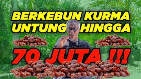 Berkebun Kurma Raup Keuntungan Hingga 70 Juta Rupiah YouTube