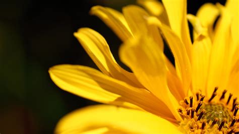 Yellow Flower Wallpapers Hd Wallpapers Id 26052