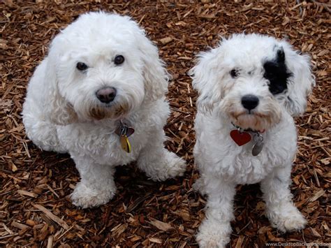 Dog Breed Bichon Frise Looking At Photographer Wallpapers And