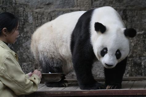 Worlds Oldest Giant Panda Basi Died