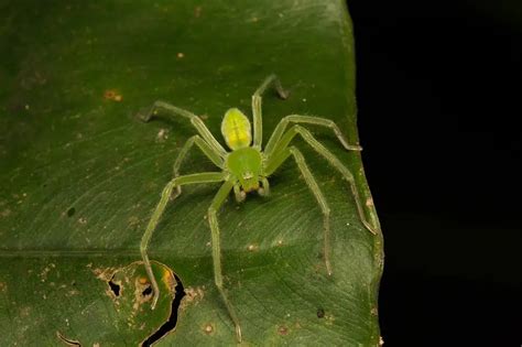 30 Common Green Spiders Pictures And Identification