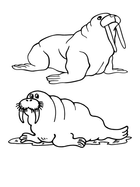 Two Old Walruses Arctic Animals Coloring Page Free Printable Coloring