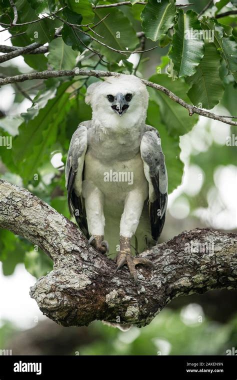 El águila Arpía Harpia Harpyja Menores Llamando Amazonas Brasil