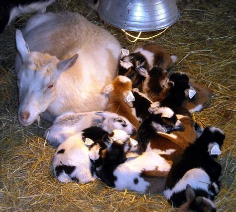 Nigerian Dwarf Goats For Sale Nc Karmen Salcedo
