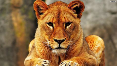 Strong Female Lion We Heart It Lion Animal And Big Cat Wallpaper
