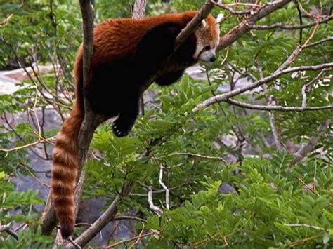 Funny Red Panda Bueatiful Images Funny Animals