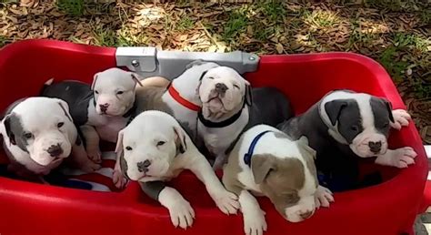 Before looking for blue nose pitbull puppies for sale near me, it is better for you to know some fascinating things about these kinds of dog. Pitbull Puppies for Sale Near Me | Pitbull Puppies