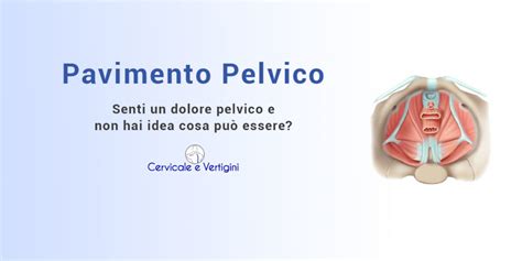 Pavimento Pelvico Anatomia A Cosa Serve Ed Esercizi