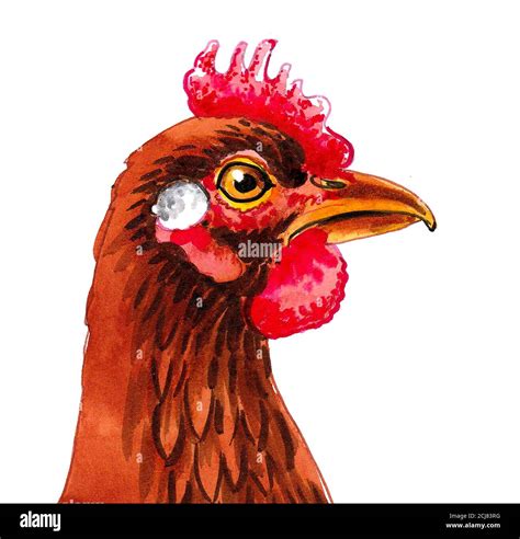 Hen Chicken Head Ink And Water Color Drawing Stock Photo Alamy