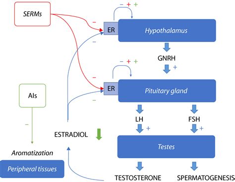 Aromatase Inhibitors And Selective Estrogen Receptor Modulators Unconventional Therapies For