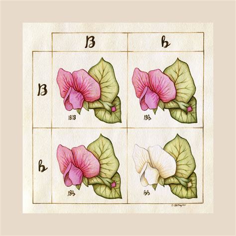 Garden Pea Flower Punnett Square Art Print Gregor Mendel Etsy Square Art Scientific