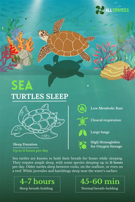 Unlock The Underwater Secrets Of Sea Turtles Sleeping Habits With This