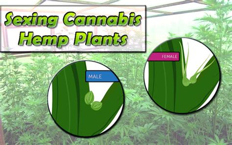 sexing cannabis hemp plants