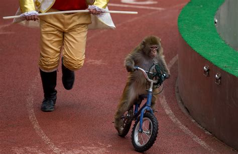Monkey Business Primates Get Piggyback Rides New York Post