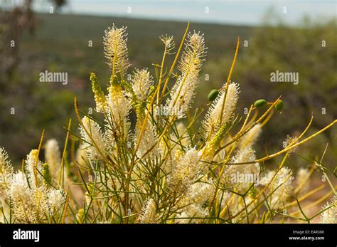 Kalbarri National Park Flower Hi Res Stock Photography And Images Alamy