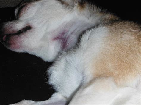 Bruise On Dogs Neck After Blood Tests Dog Forum