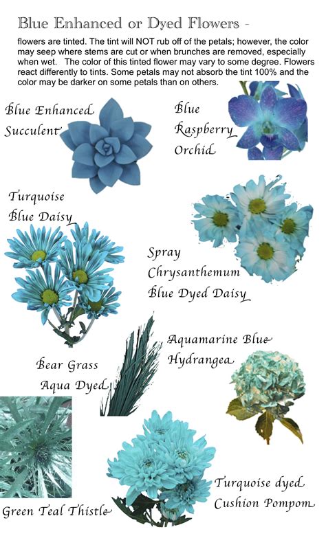 50 Types Of Blue Flowers With Names Meaning And Pictures Images