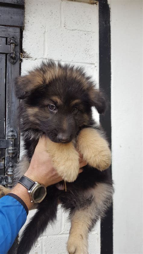 They have a very playful spirit, which makes them a great family pet. German Shepherd Cross Puppy for Sale | Radlett ...