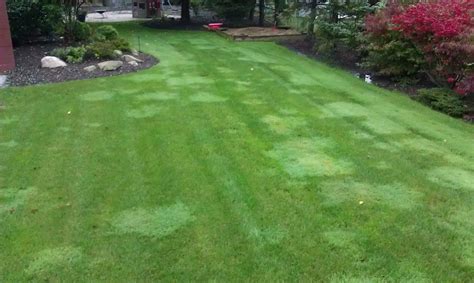 Lawn Lad Landscaper: Do I have creeping bentgrass in my lawn?