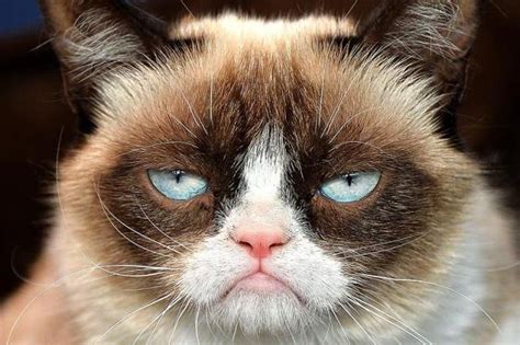 Grumpy Cat Not Amused Meme Template Editdit 🐈